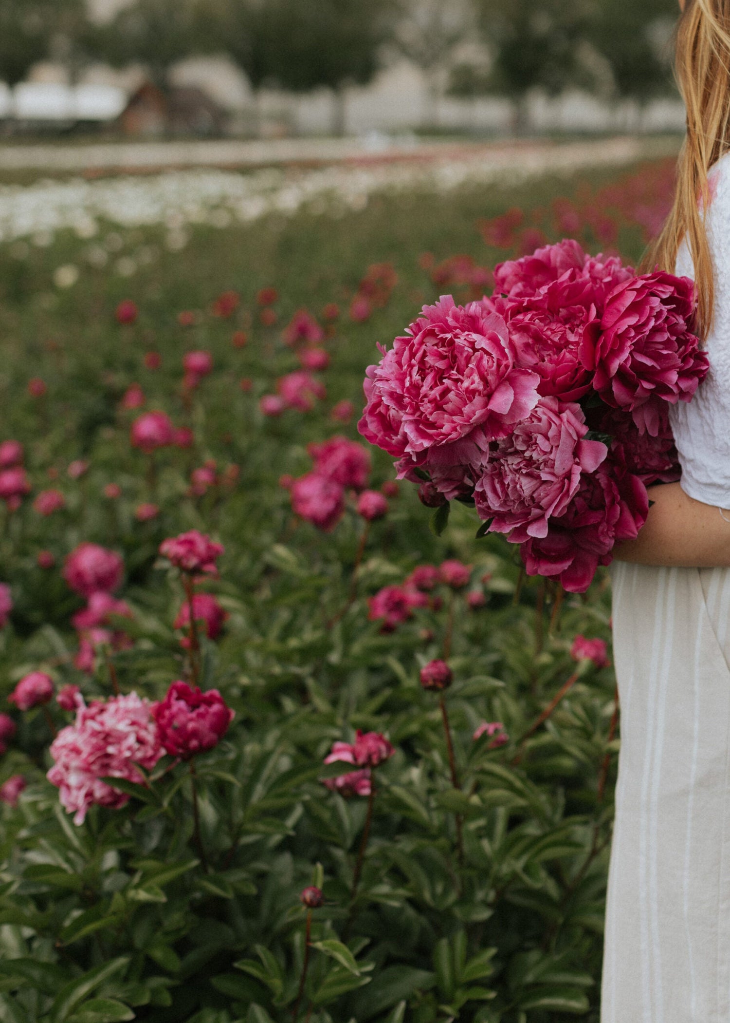 Pion - Red Sarah Bernardt