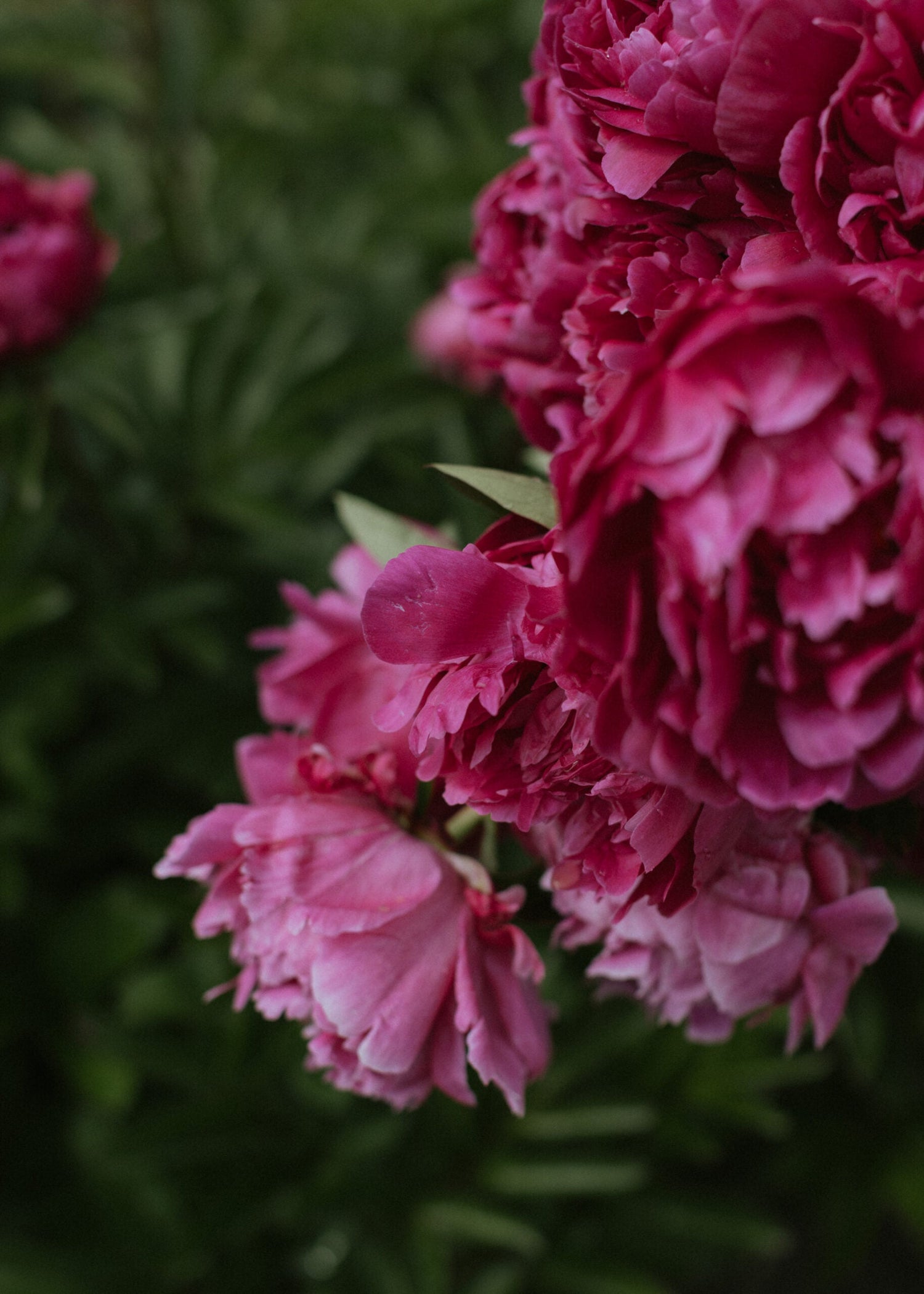 Pion - Red Sarah Bernardt