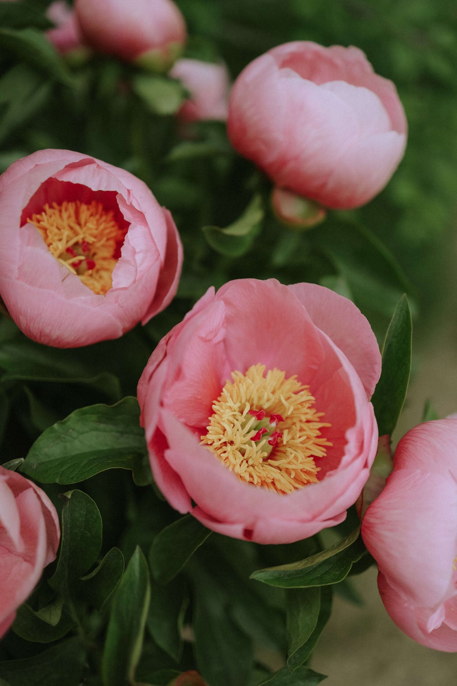 Pfingstrose - Salmon Dream