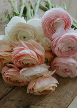 Ranunculus - Elegance Pastello Mix