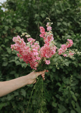 Ridderspore - Rose Queen, Deep Pink