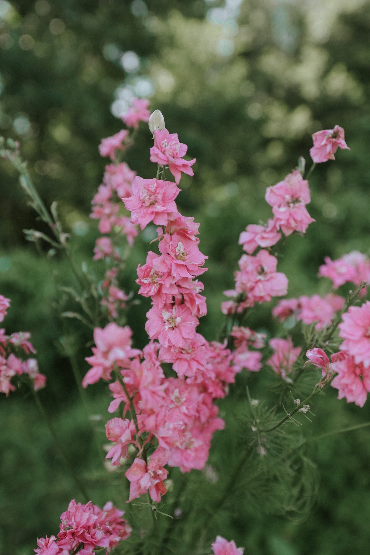 Riddarsporre - Rose Queen, Deep Pink