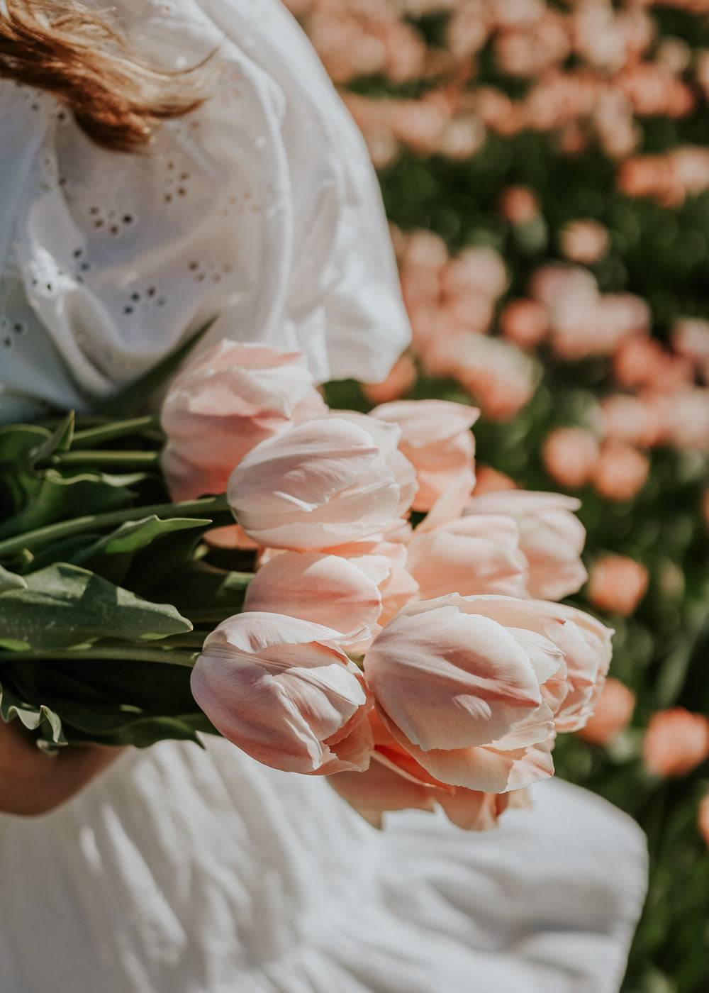 Tulpan - Salmon van Eijk