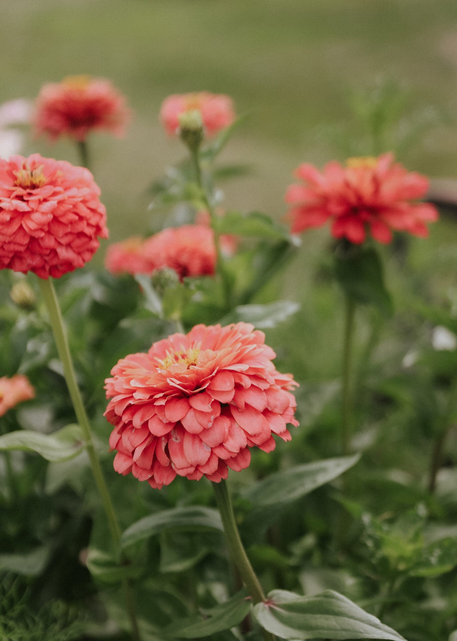 Zinnia - Dahl Flow Salmon Queen