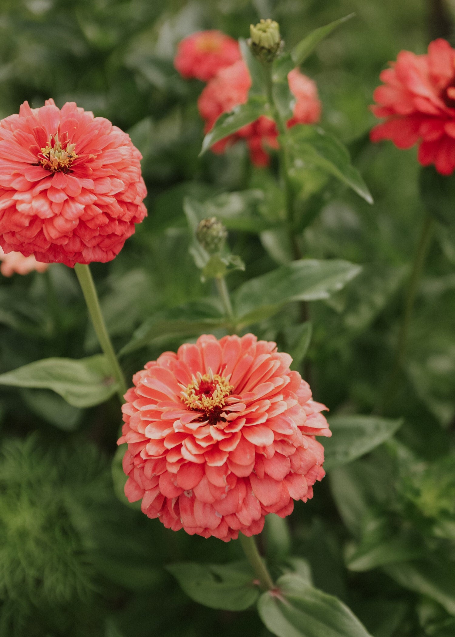 Zinnia - Dahl Flow Salmon Queen