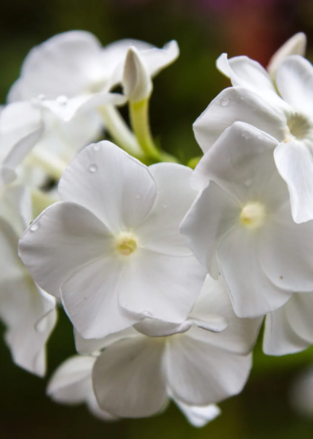 Sommarflox - White Beauty