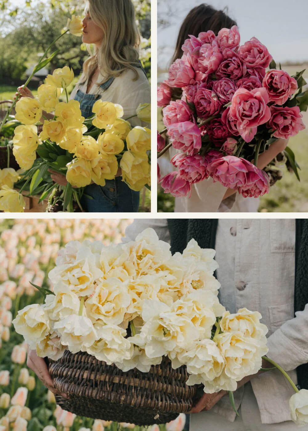 Tulpanpaket - Classic mix