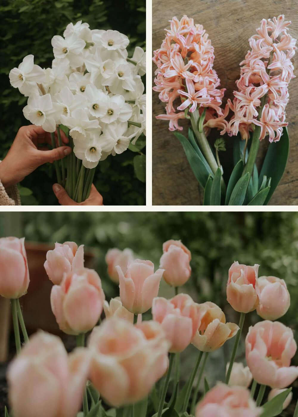 Tulpanpaket - Classic mix