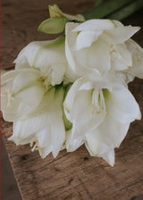 Amaryllis - Mont Blanc