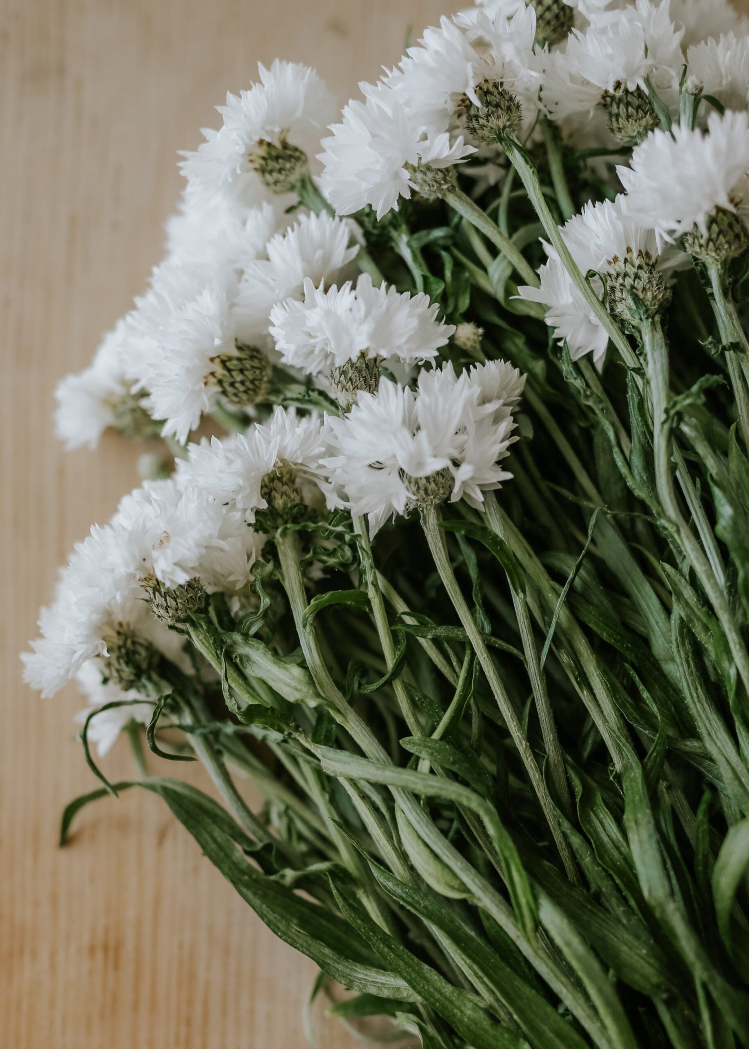 Cornflower - White Ball