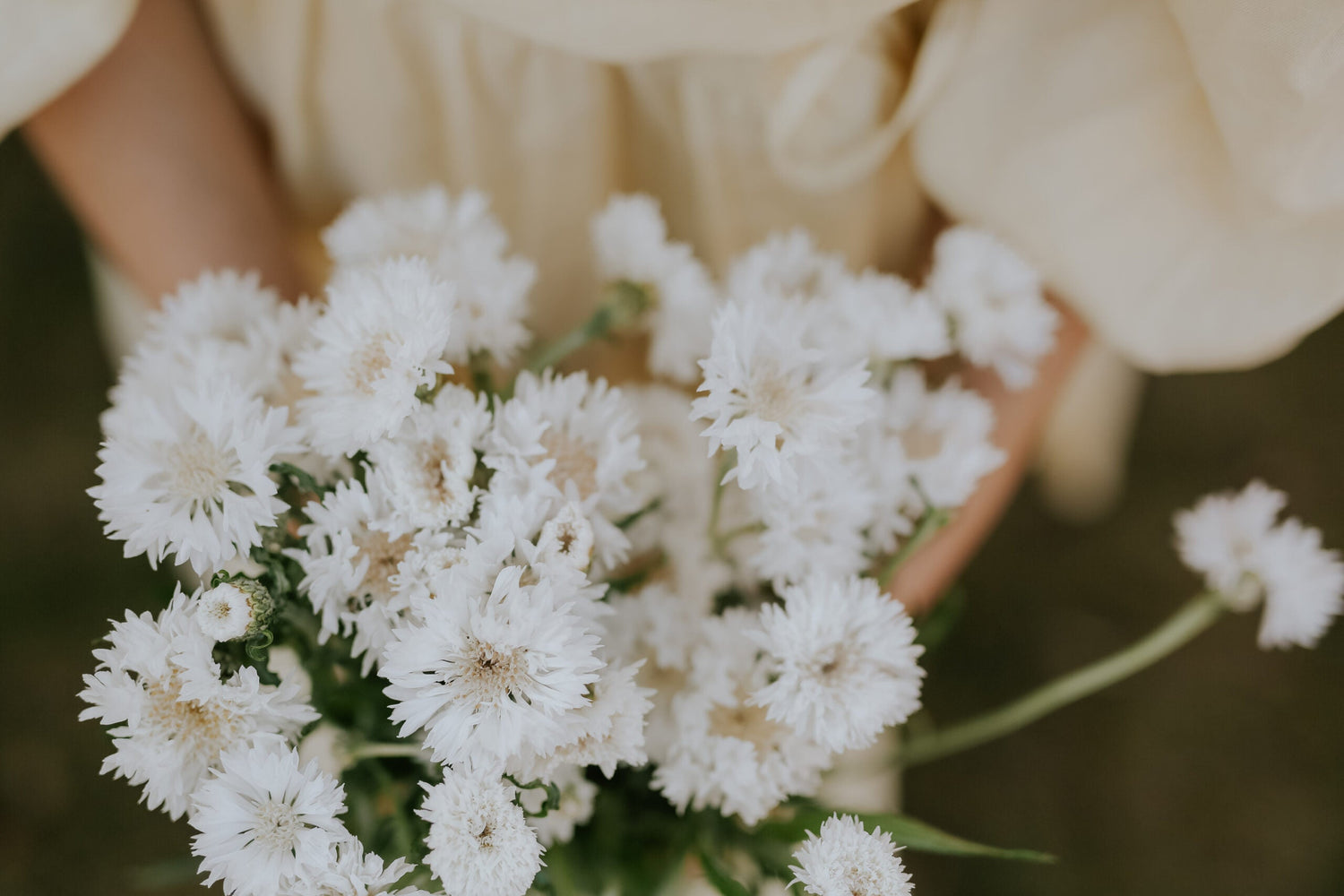 Cornflower - White Ball