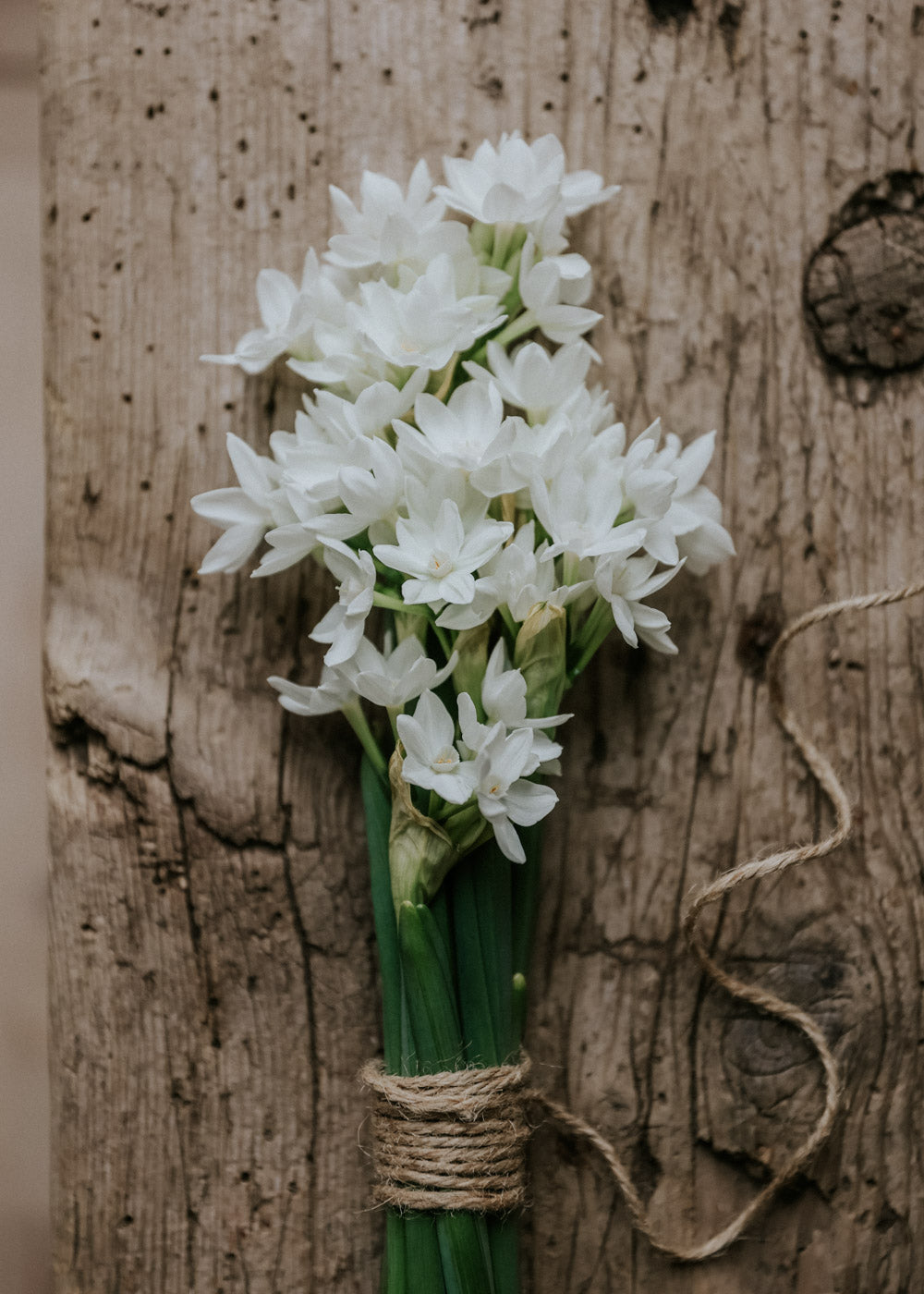 Tazett - Paperwhite Ziva