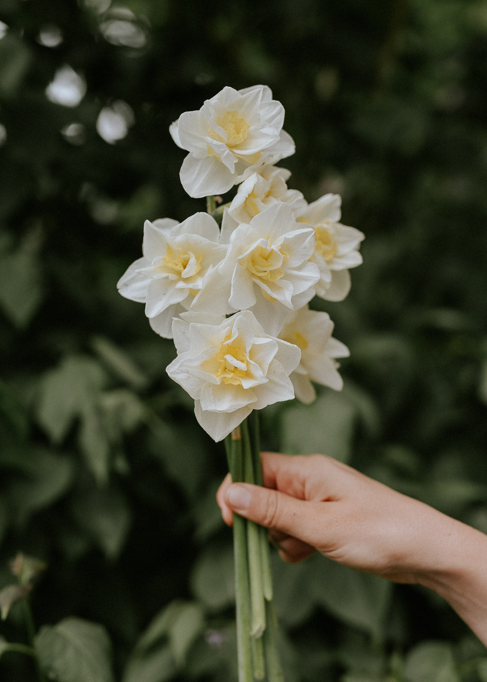 Narciss - Tender Beauty