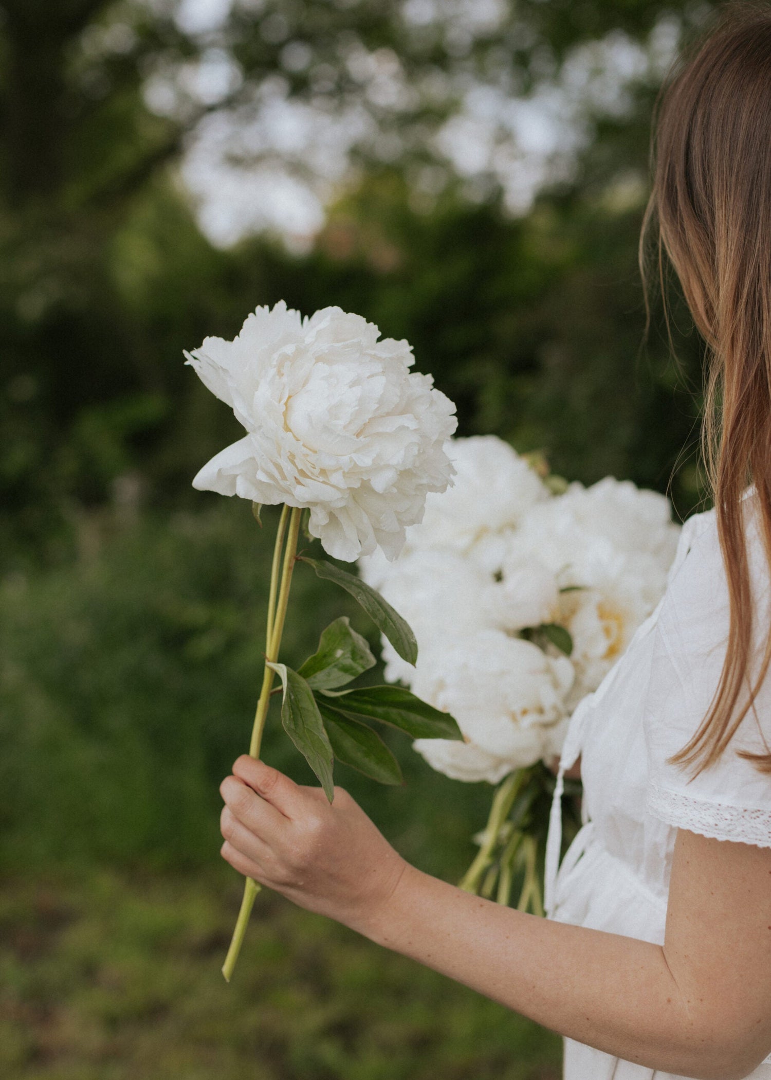 Pion - Bowl of Cream