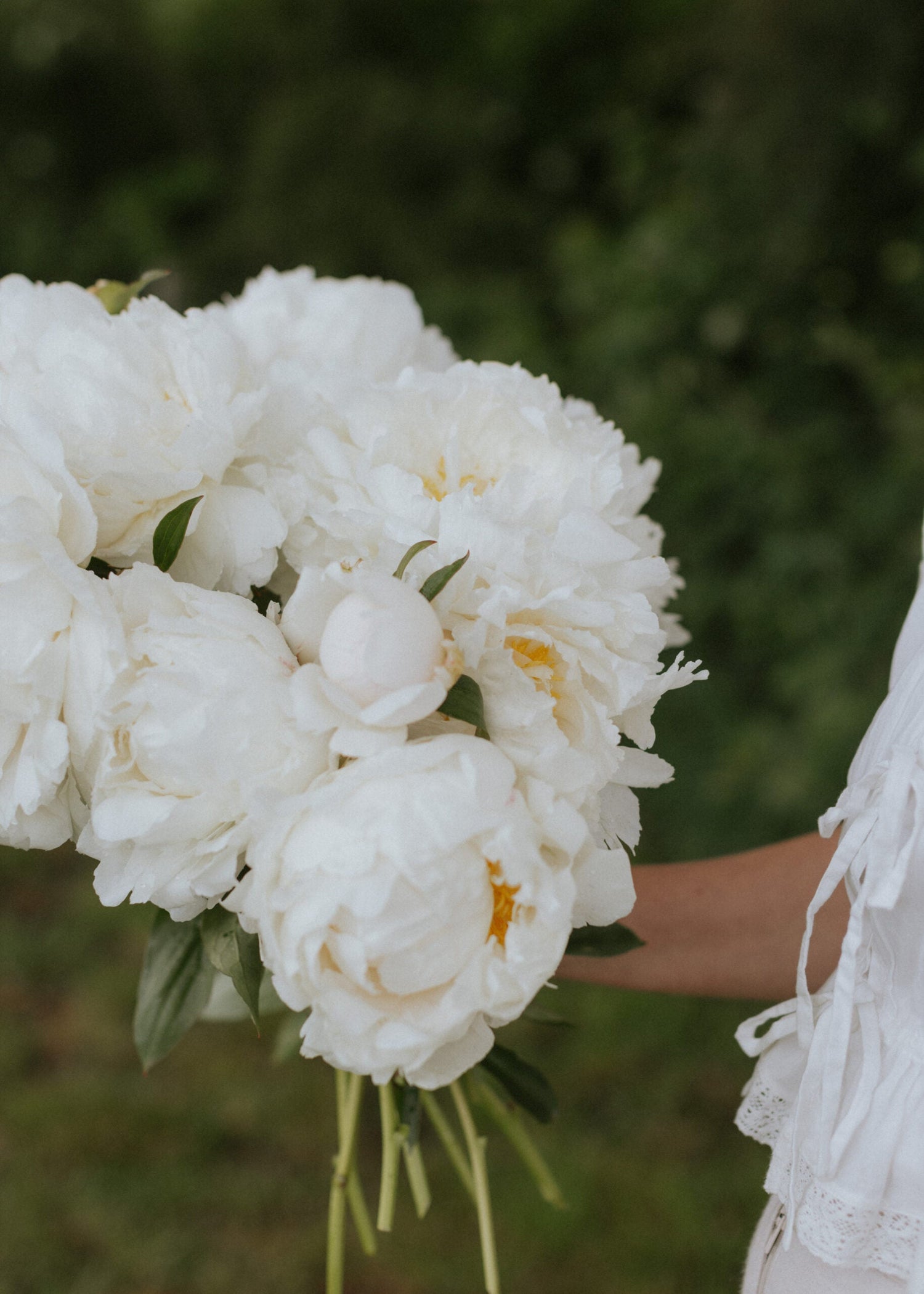 Pion - Bowl of Cream