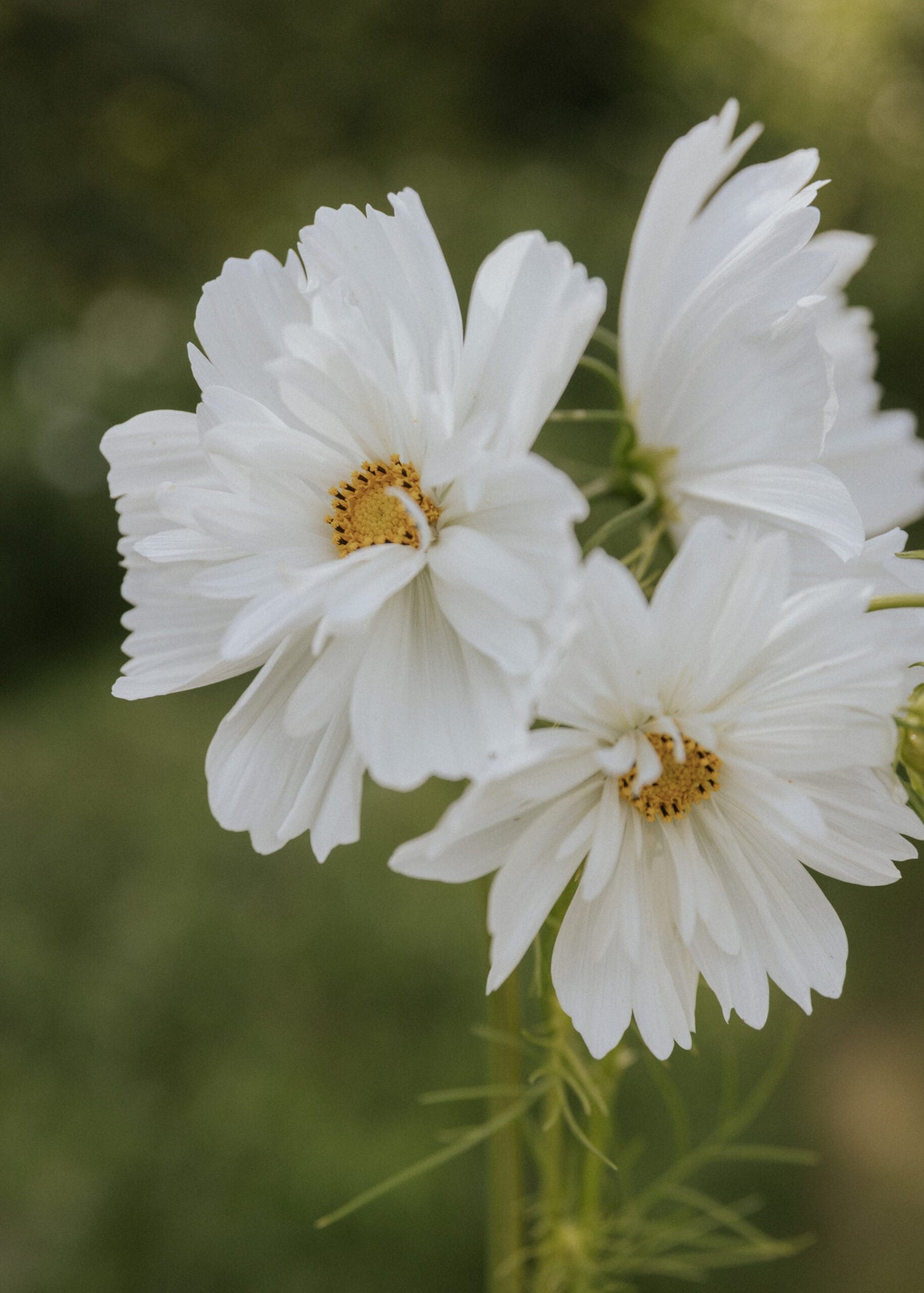 Cosmos - Fizzy White