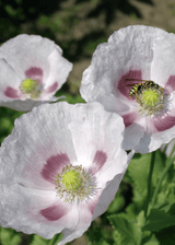 Vallmo - Bread Seed Poppy