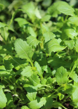 Wasabi-Rucola - Wildfire