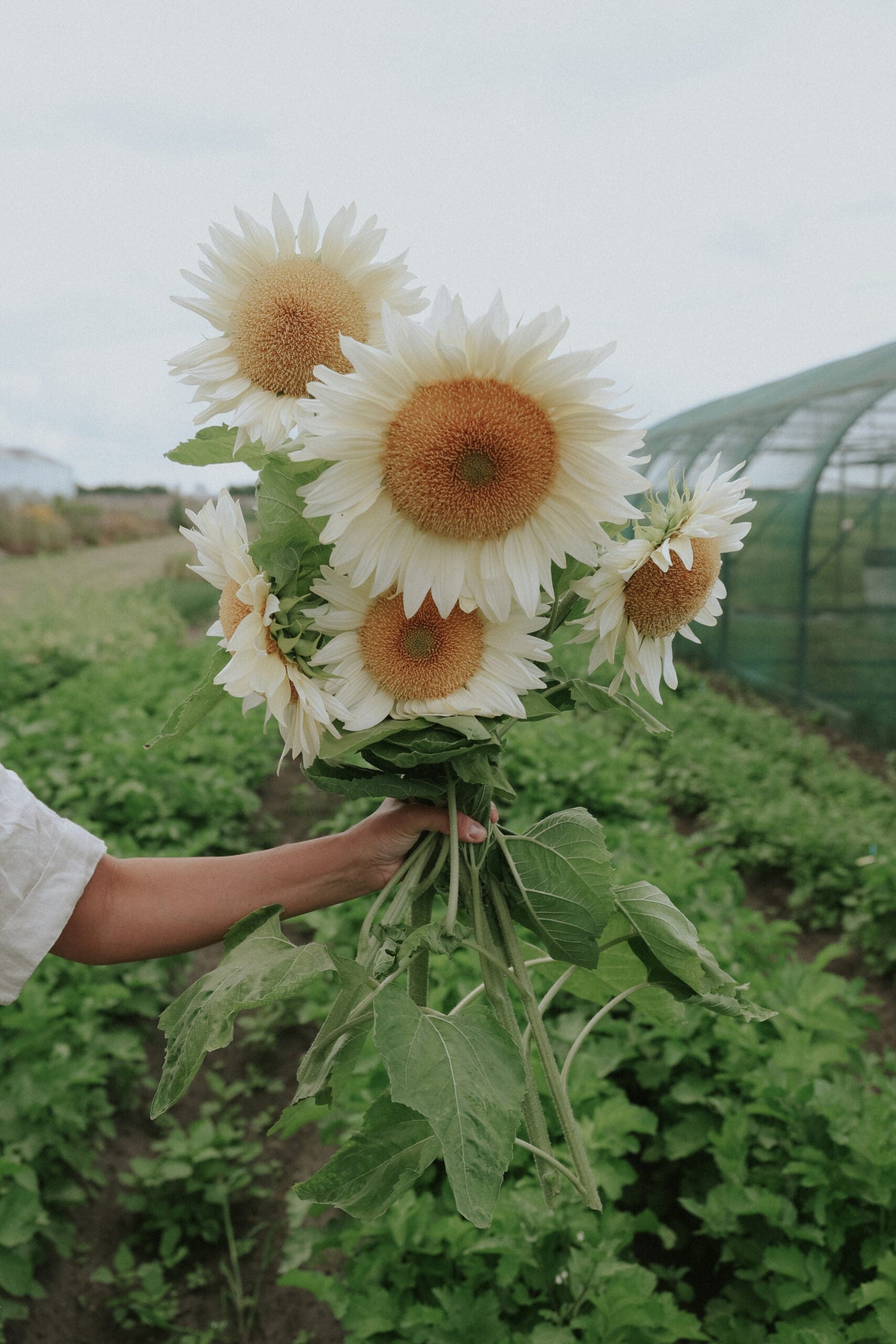 Solros - White Sun F1