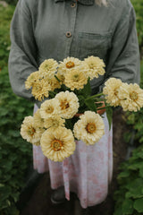 Zinnia - Dahl Flow Isabellina Creamy Yellow