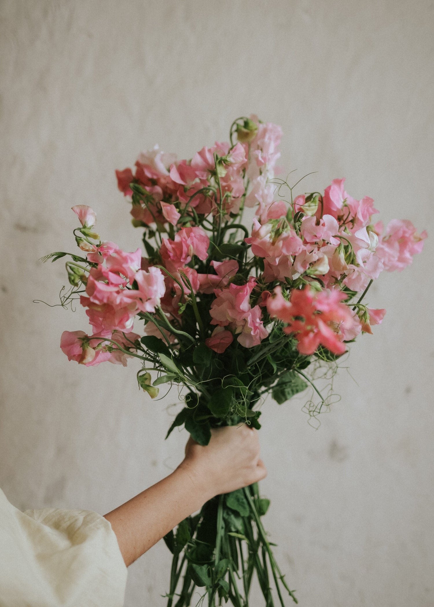 Sweet Pea - Spring Sunshine Peach