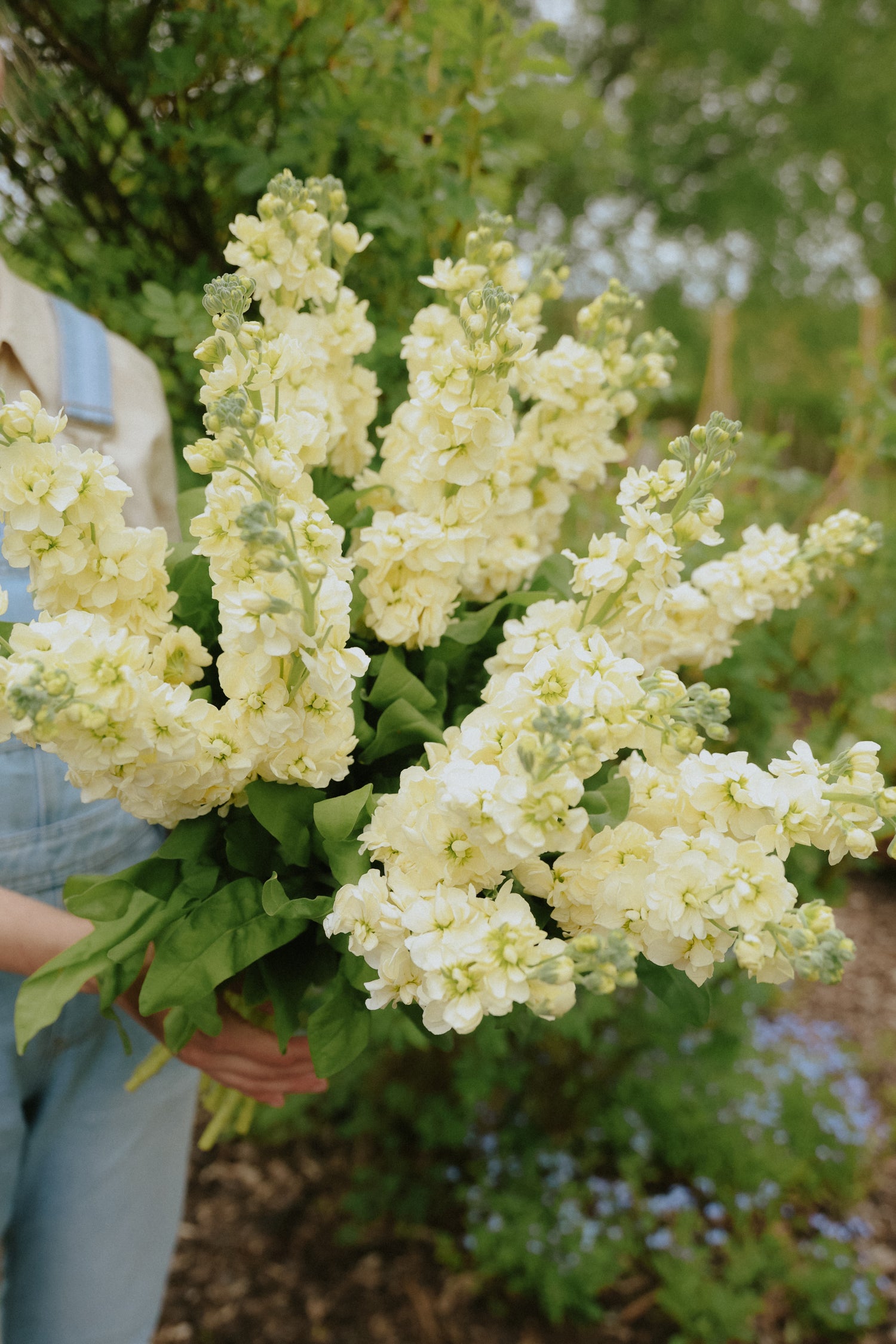 Levkøy - Noble Cream Yellow