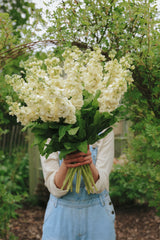 Levkøj - Noble Cream Yellow