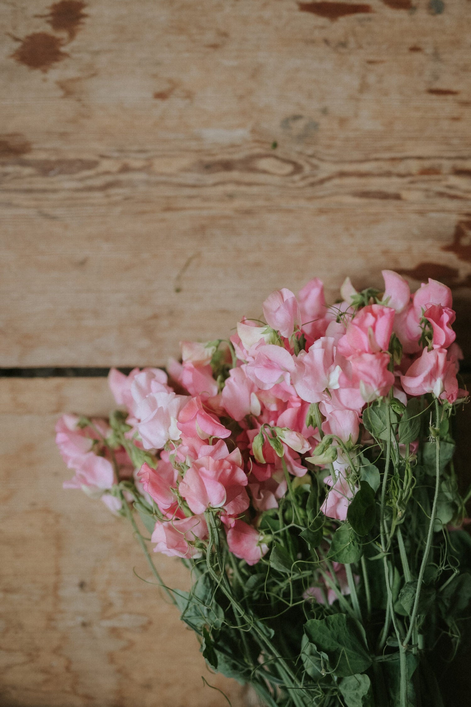 Sweet Pea - Spring Sunshine Peach