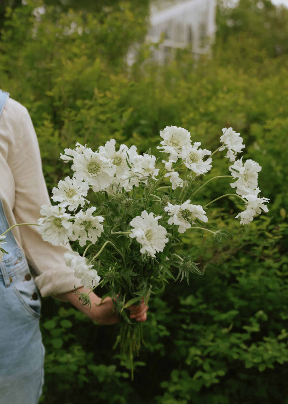 Scabiosa - Fama White
