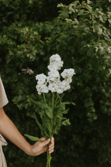 Levkøj - Early Iron White