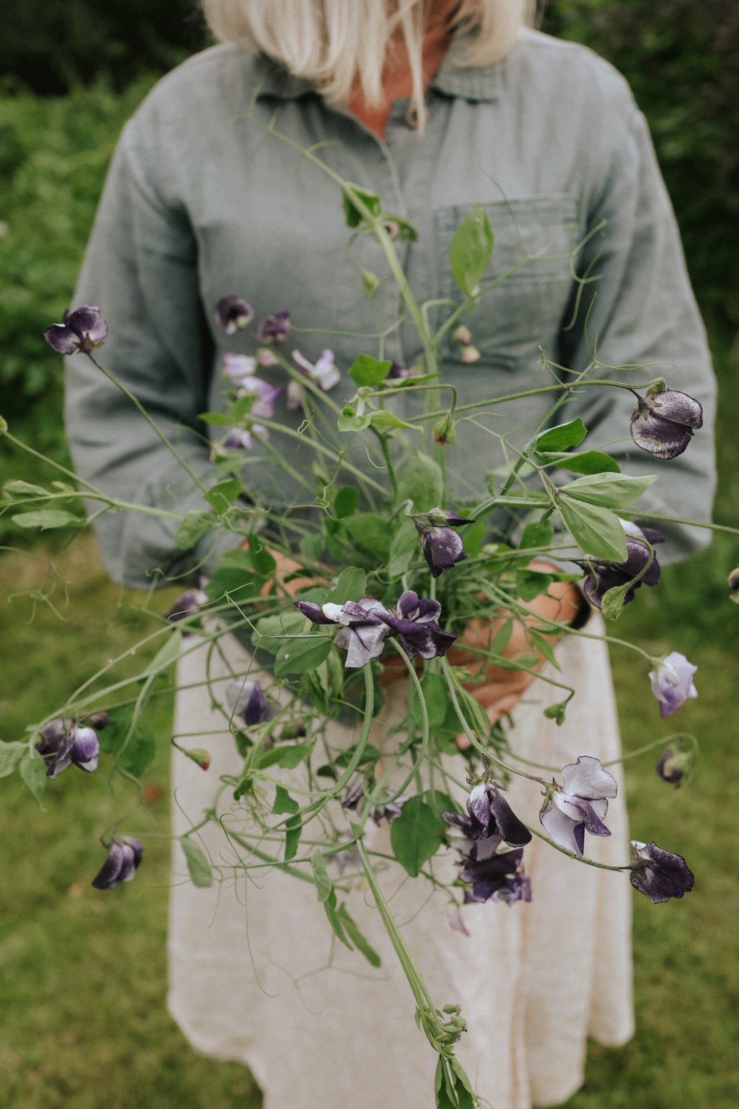 Sweet Pea - Nimbus Seeds