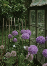Allium - Gladiator