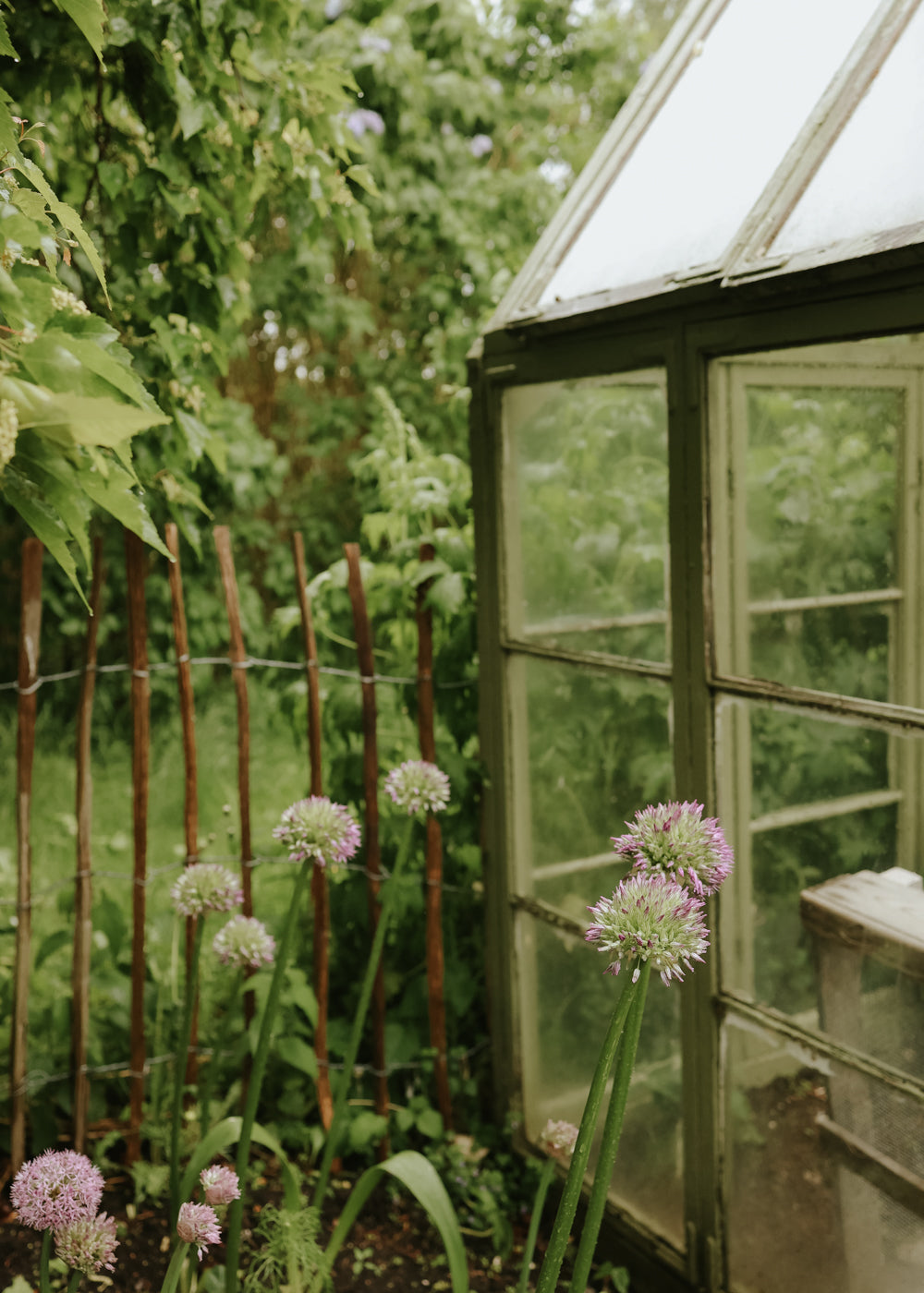 Allium - Party Balloons