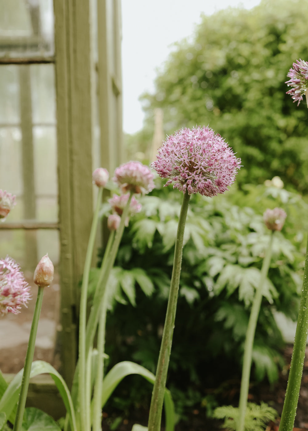 Allium - Party Balloons