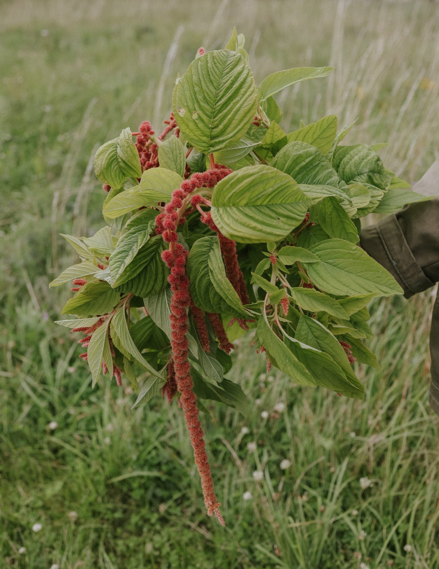 Amarant - Coral Fountain