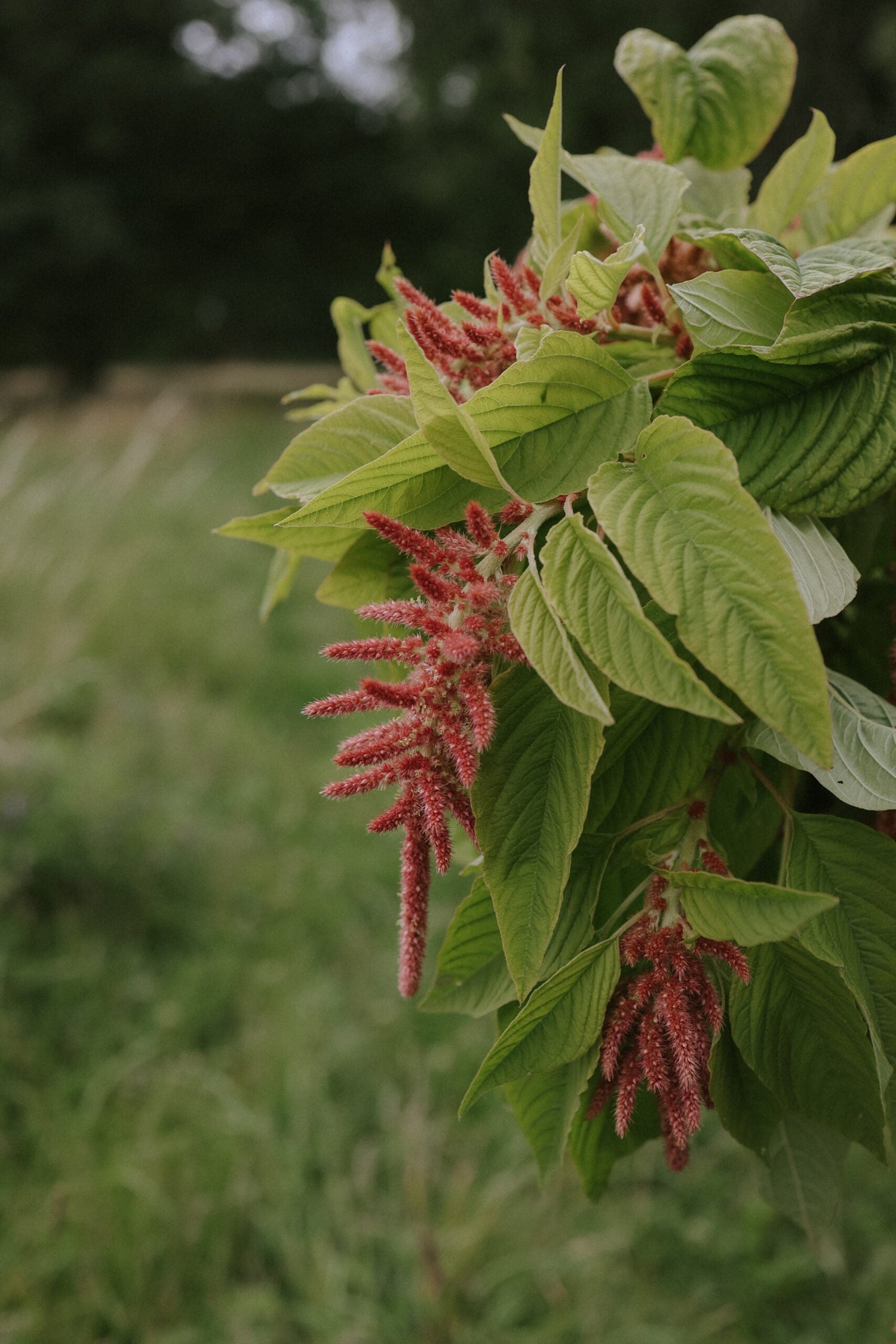 Amarant - Coral Fountain