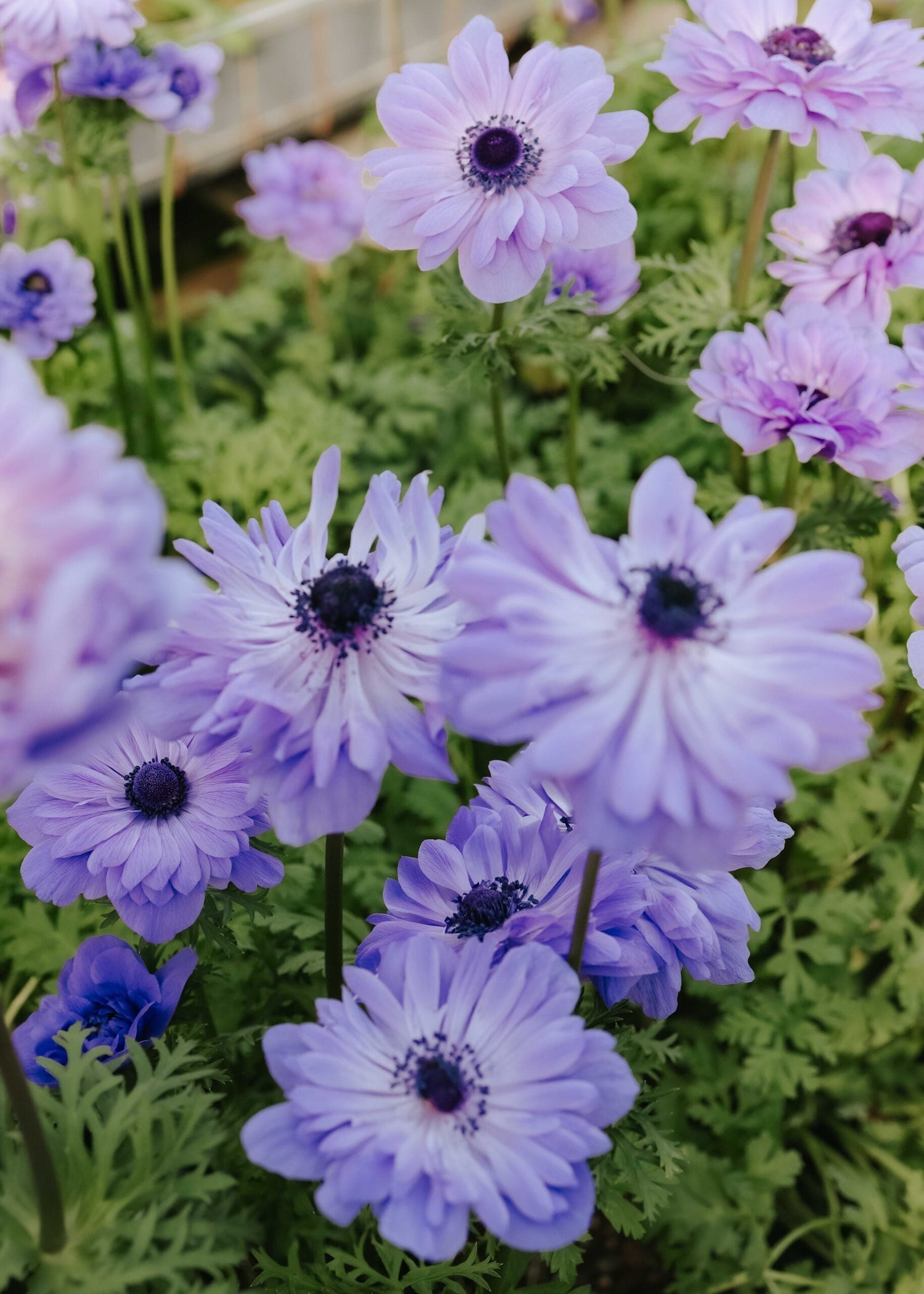 Anemon - Levante Azzurro