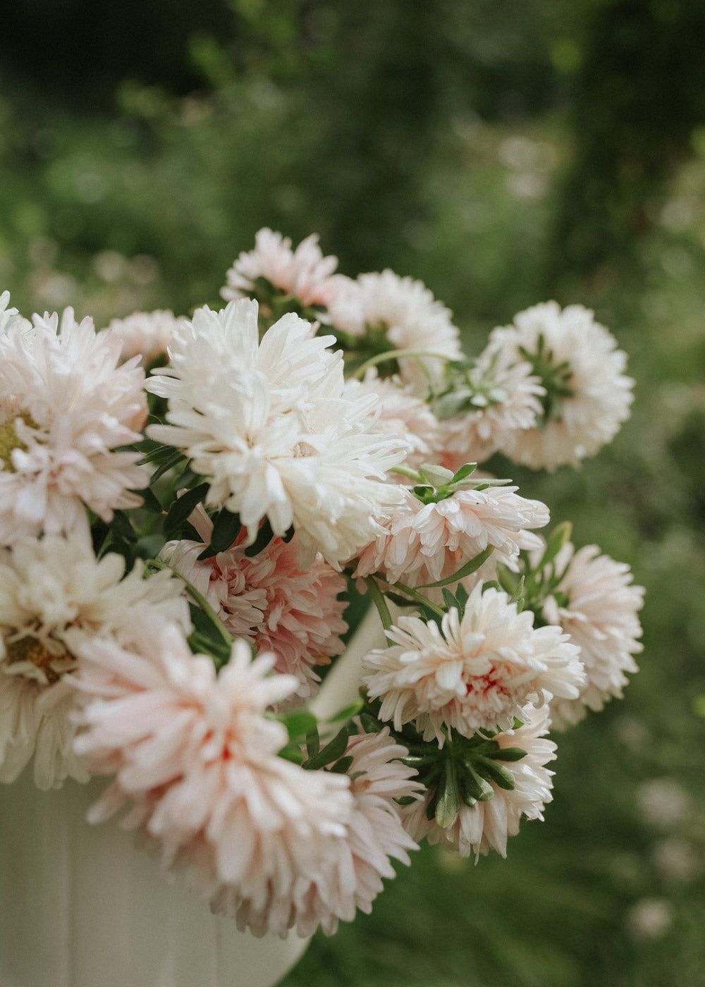 Aster - King Size Apricot