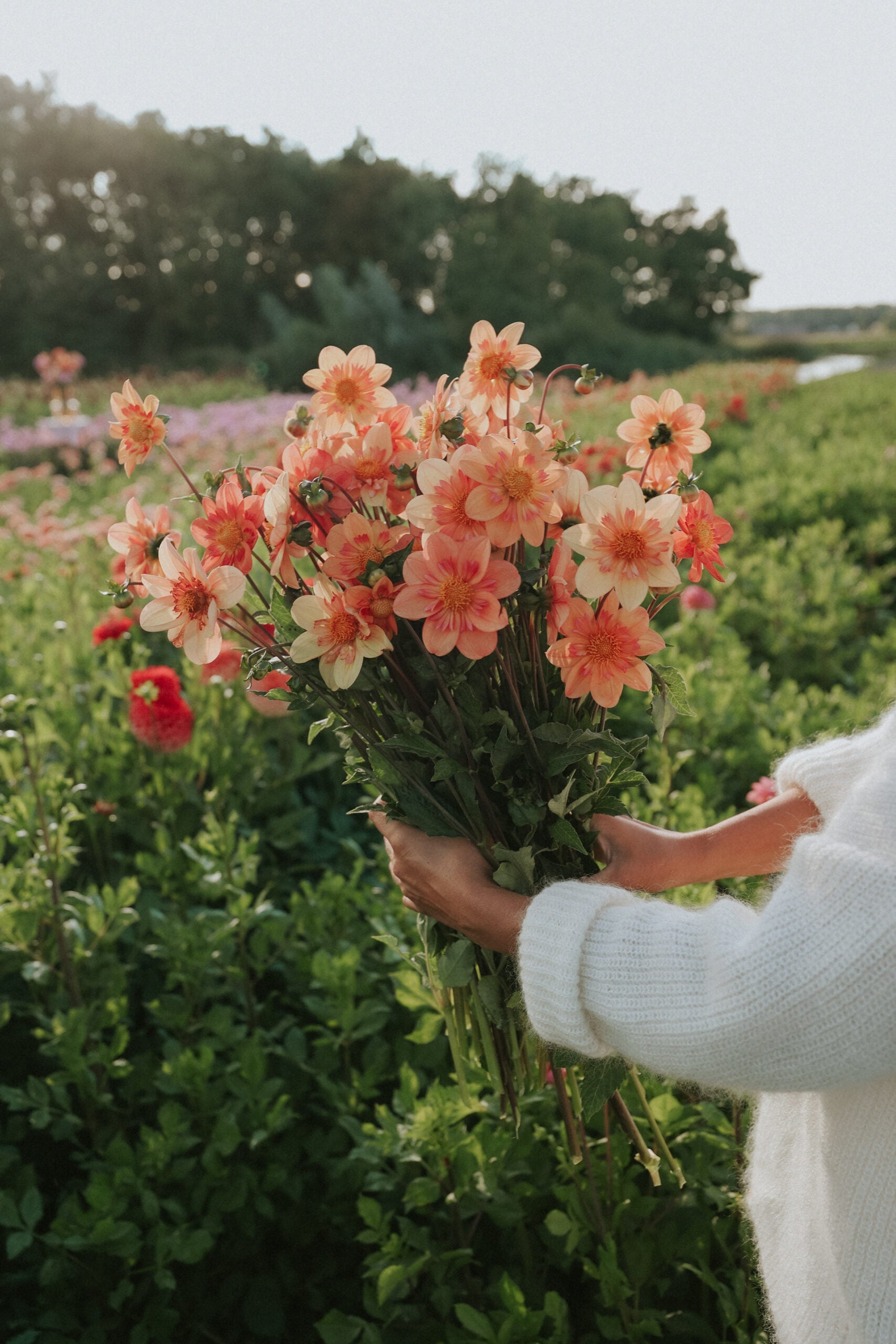 Dahlia - Kelsey Annie Joy - Buy tubers online – Florea Garden