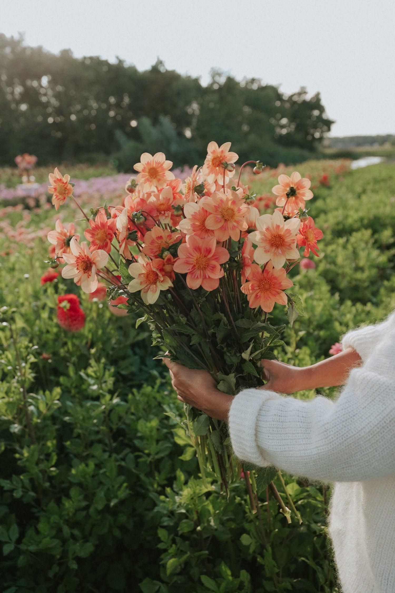 Dahlia - Kelsey Annie Joy