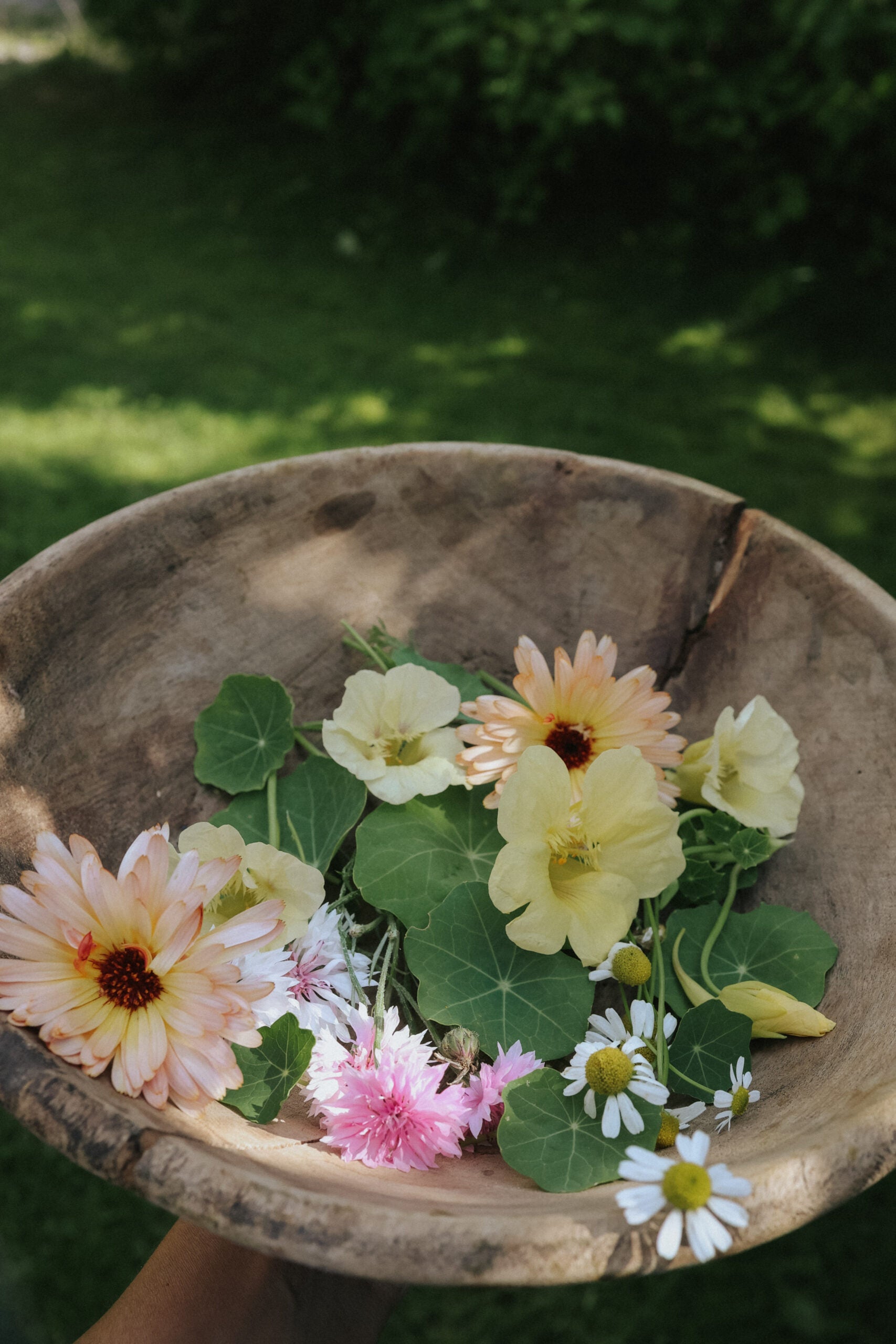 Eatable flower mix seeds - buy seeds online – Florea Garden
