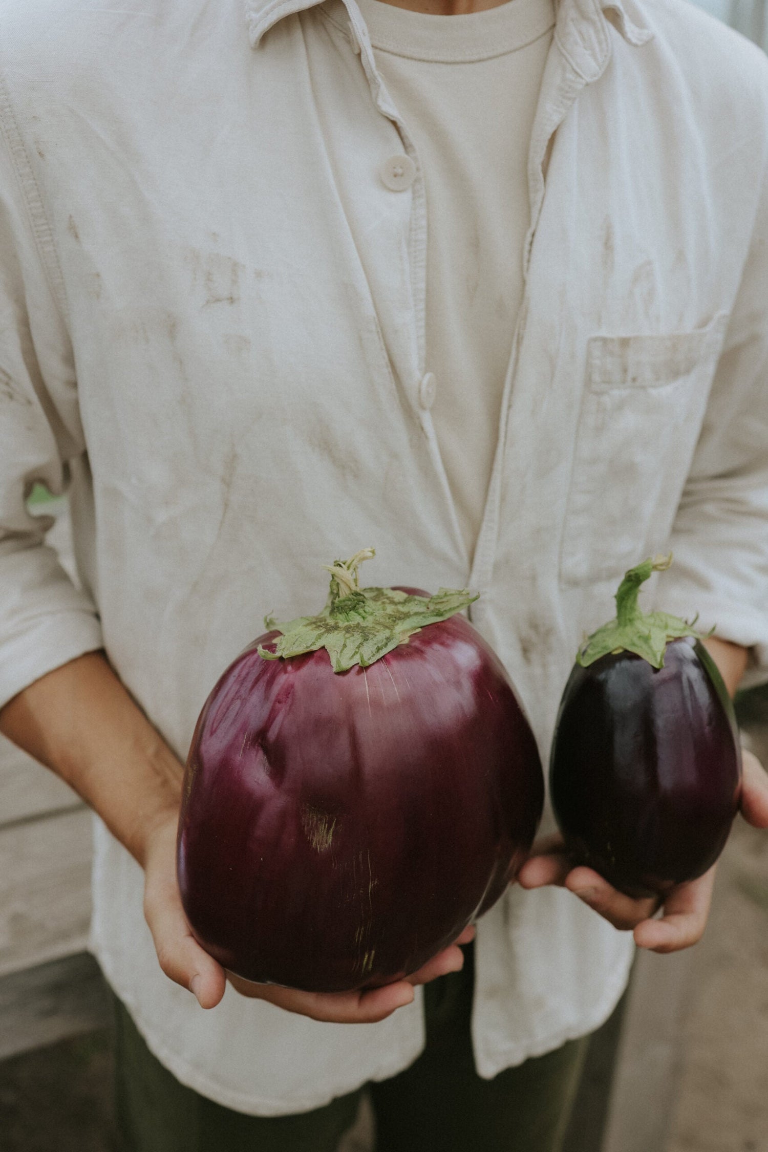 Aubergine - Black Beauty ECO