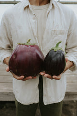 Aubergine - Black Beauty EKO