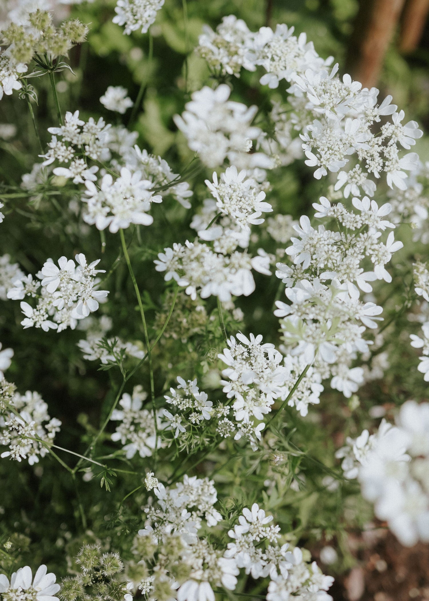 Flower Chervil - White Lace
