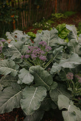 Broccoli - Burgundy F1