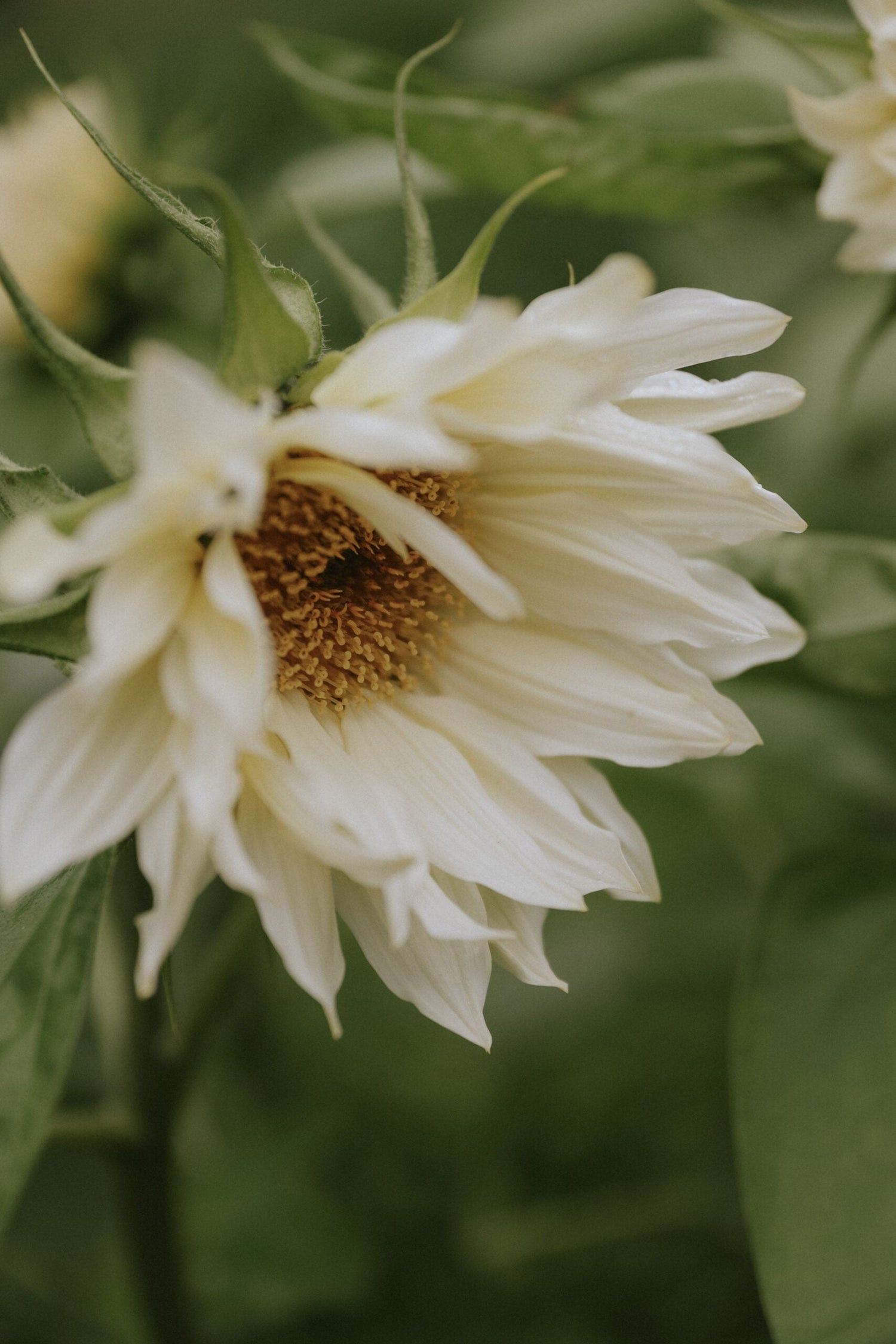 Solros - White Sun F1