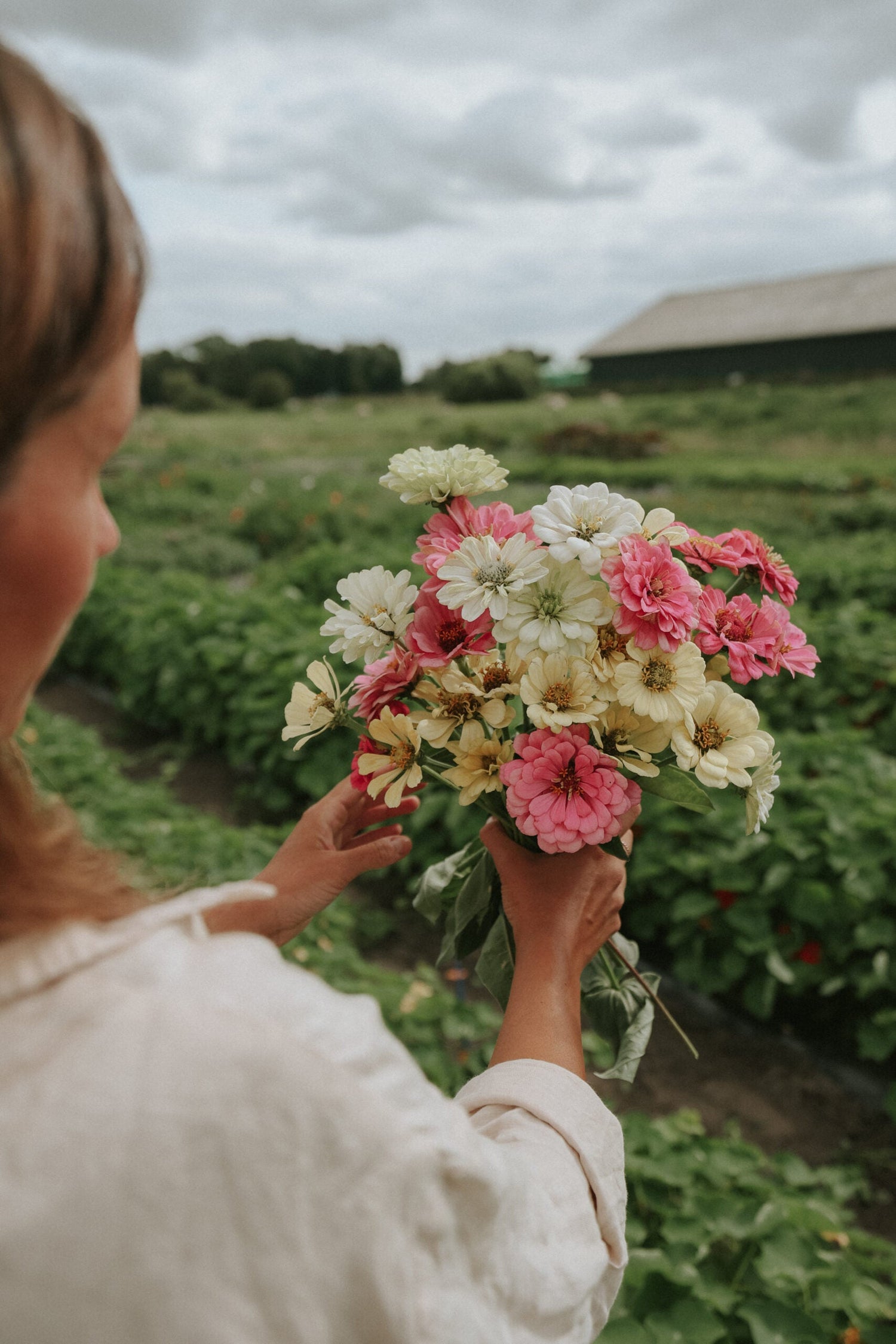 Zinnia - Caramel Cream