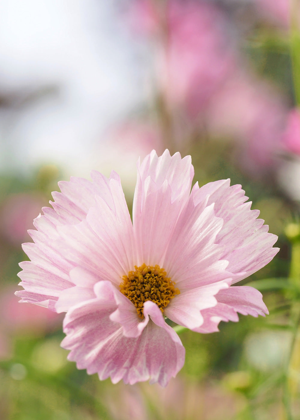 Cosmos - Cupcake Blush