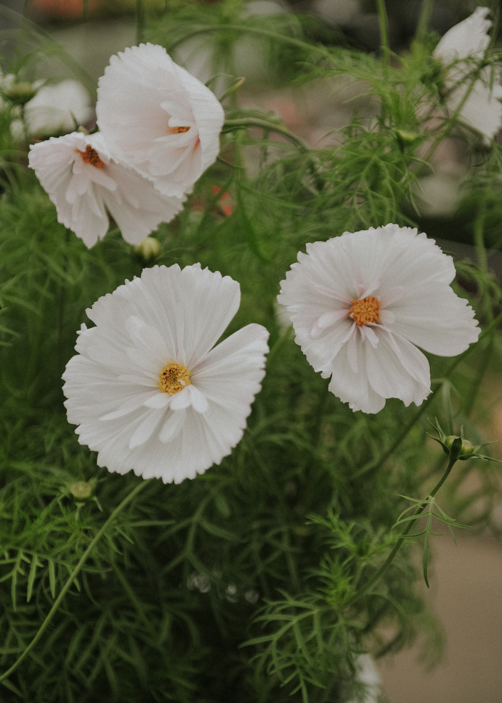 Cosmos - Cupcake Blush