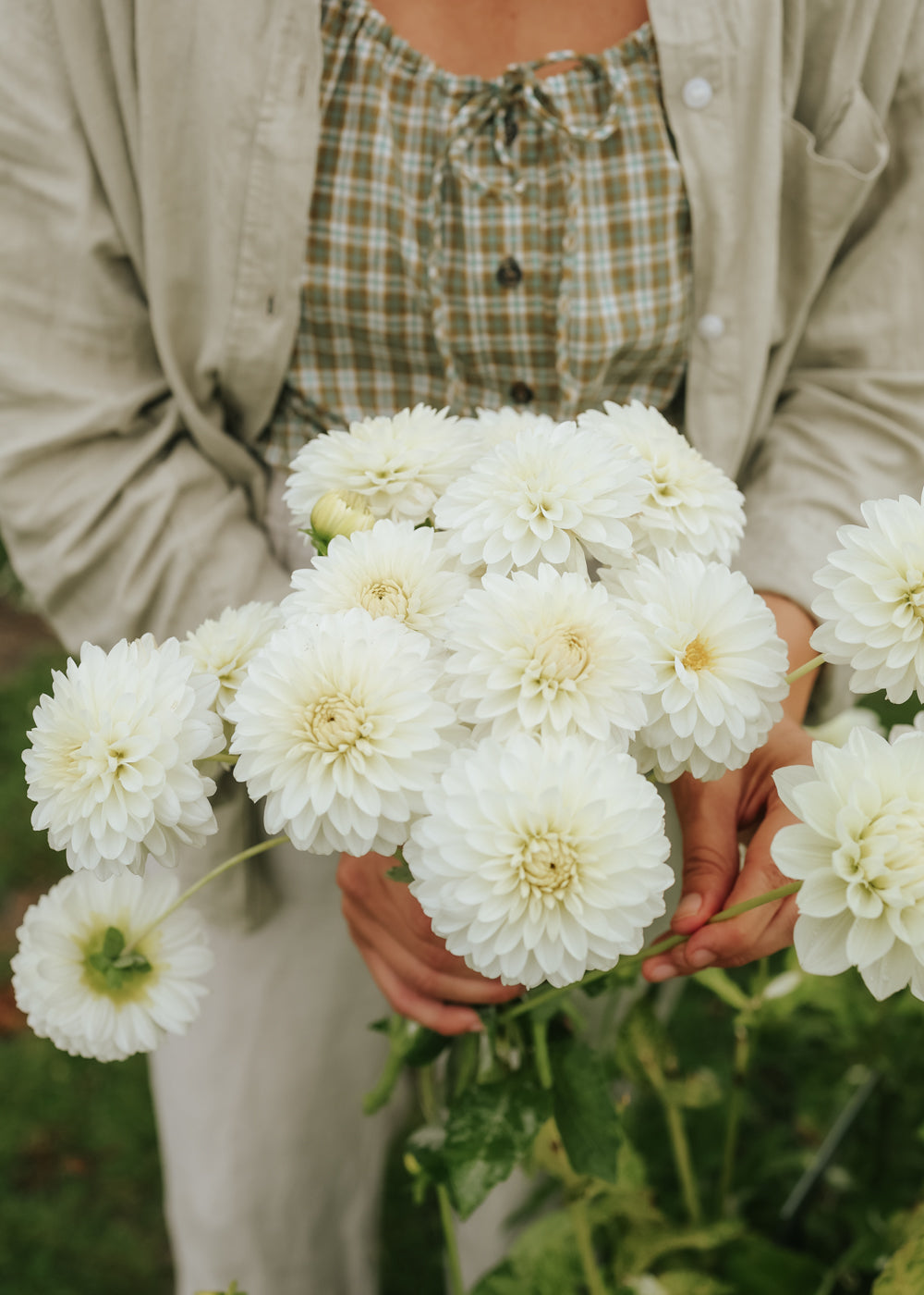 Dahlia - White Aster